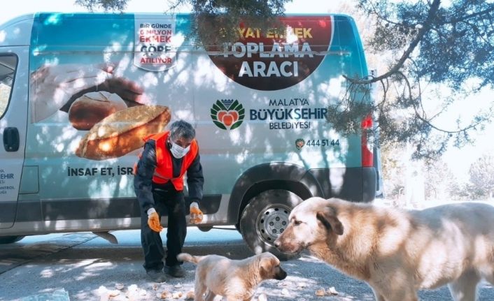 Malatya’da parklara sokak hayvanları için ekmek bırakılıyor