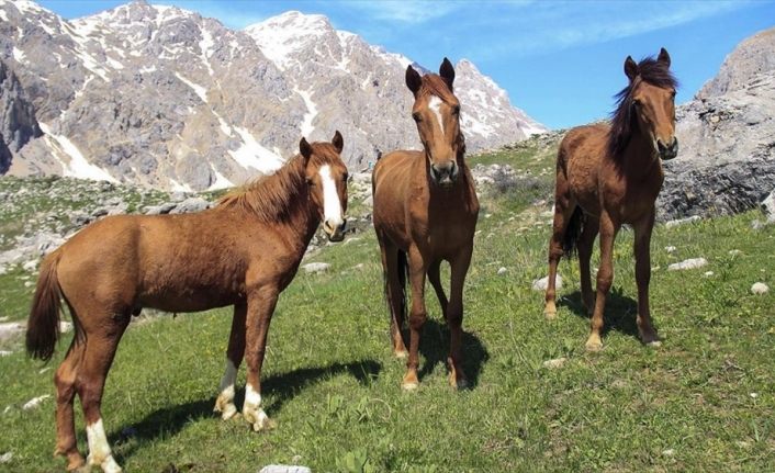 Munzur Dağları doğaya salınan atlarla renklendi