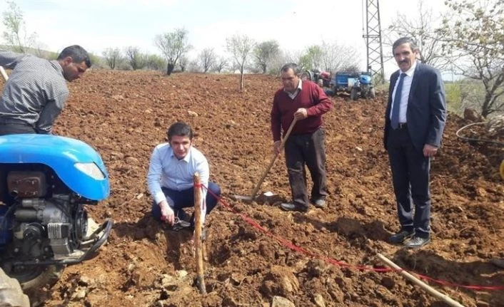 Pütürge kırmızısı çeşidinin geliştirilmesi projesi