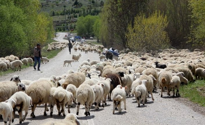 Şavak aşireti göçebe çobanlık yaparak geçimlerini sağlıyor