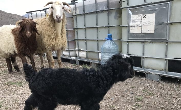 Sürü büyütme ve yenileme desteği başlıyor