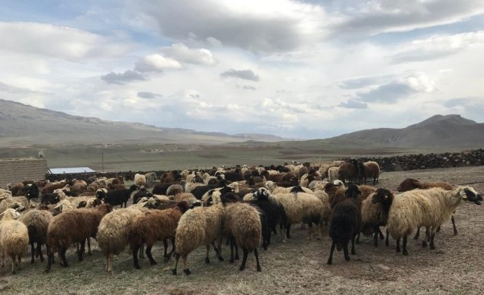 Süt kuzularının anneleriyle renkli buluşması