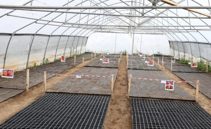 Van Büyükşehir Belediyesinden yerli tohum atağı