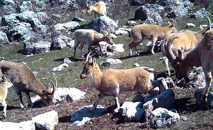 Yaban keçileri yerleşim yerlerine alıştı