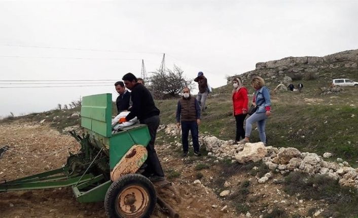 Yazıhan’a yerli kırmızı mercimek ekimi yapıldı