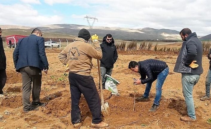 Yazıhan’da Trabzon Hurması Bahçesi kuruluyor