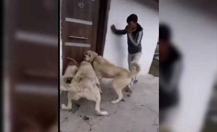 2 kangal cinsi köpeğe sokak köpeğini boğdurmaya çalışan kişiler gözaltına alındı