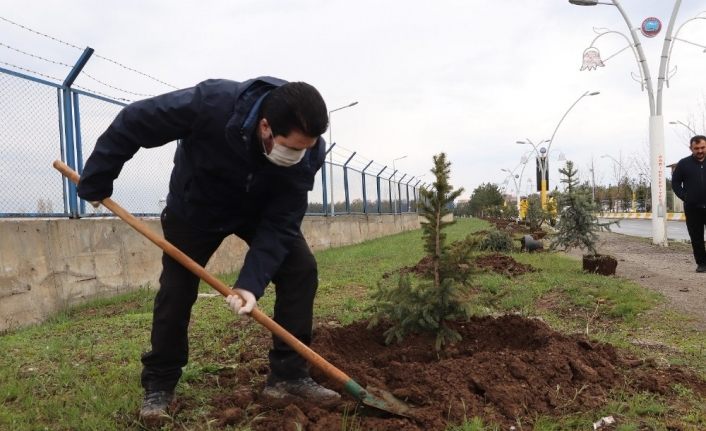 Ağrı Belediyesi 10 bin ağaç dikecek