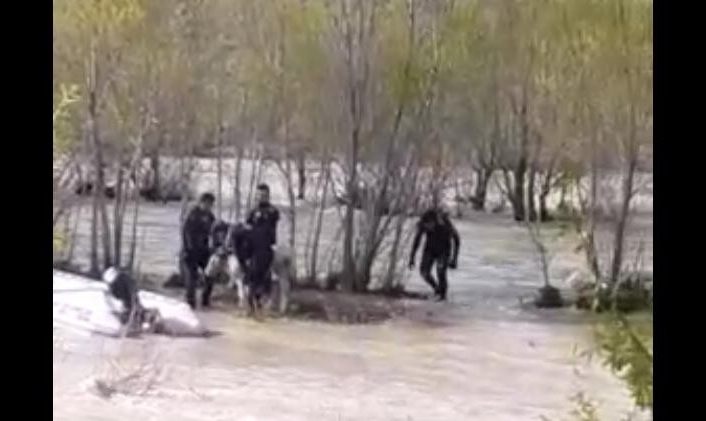 Aras Nehri’ne düşen danayı AFAD kurtardı