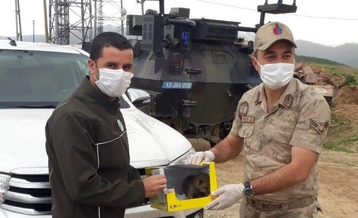 Arazide bitkin bir halde bulunan yavru Kurt, tedavi altına alındı