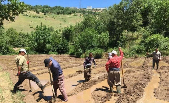 Başkan Dündar, çeltik tarlasında vatandaşlarla birlikte çalıştı