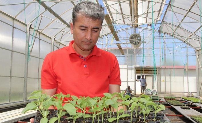 Bingöl’de yerli tohum bereketi, fideler denendikçe talep artıyor