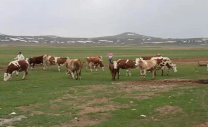 Bitlis’te hayvancılığa 12,9 milyonluk destek