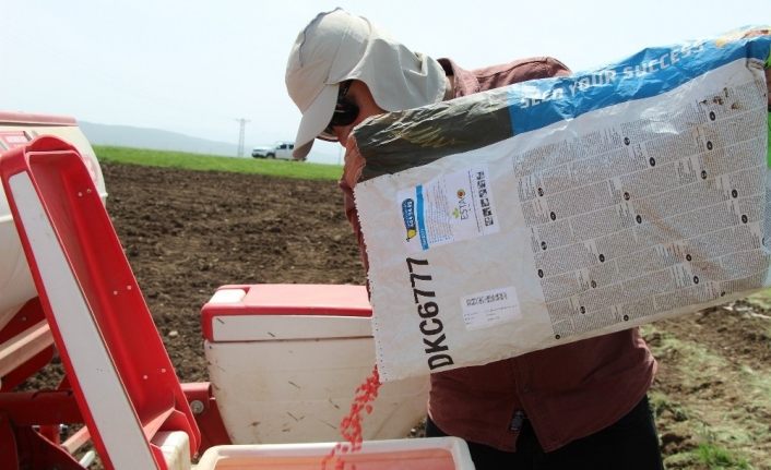 Çiftçiler, Ramazan ayında sıcak ve Covid-19’a rağmen tohumları toprakla buluşturuyor