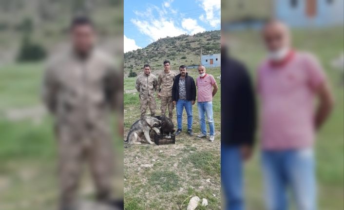 Çukurca’da sokak hayvanlarına mama verildi