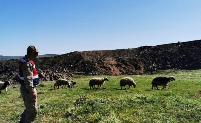 Elazığ’da kayıp koyunlar 9 saat sonra bulundu