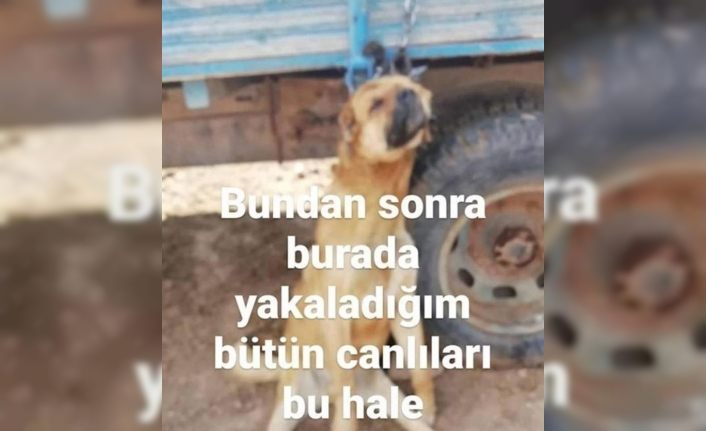 Erzincan’da köpeği römorka asan şüpheli şahıs gözaltına alındı