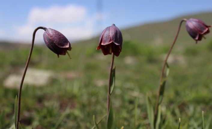 Erzurum dağlarında açan ters laleler görenleri büyülüyor