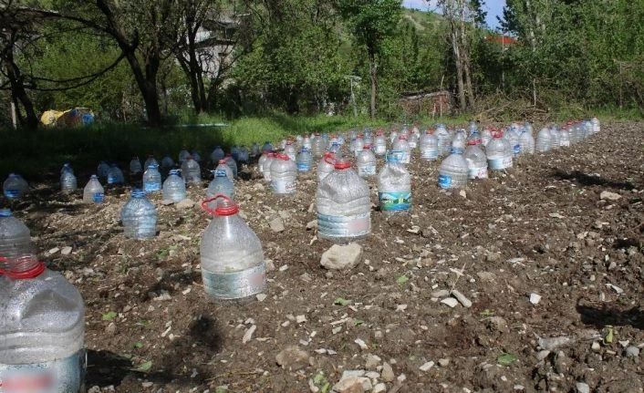 Fideleri zarar görmesin diye pet şişelerle koruyor