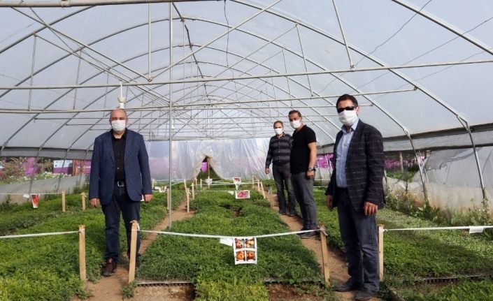 Van Büyükşehir Belediyesi Genel Sekreter Yardımcısı Çetin, yerli tohum üretimini inceledi