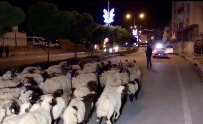 Hakkari şehir merkezinden koyun sürüsü geçti