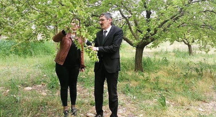 Hekimhan’da ağaçlarda zirai don incelemesi yapıldı