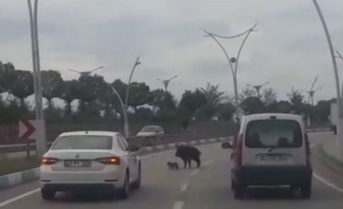 Karayoluna inen anne domuzun yavrularını koruma çabası