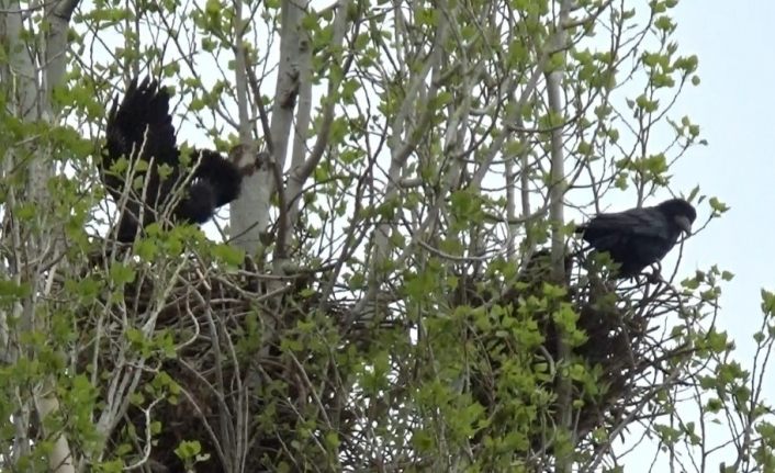 Kars’ta aşırı rüzgardan 14 köy zarar gördü