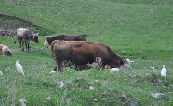 Kars’ta sığır balıkçılı görüldü