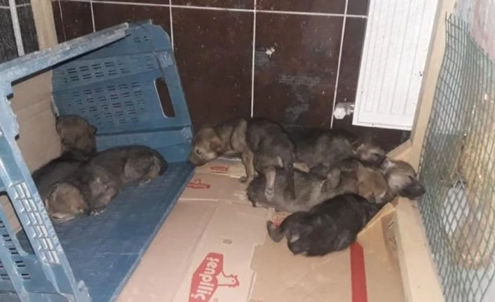 Kars’ta yavru kurtlar emin ellerde