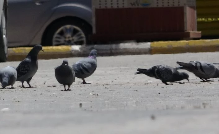 Kısıtlamanın devam ettiği Van’da sokaklar güvercinlere kaldı