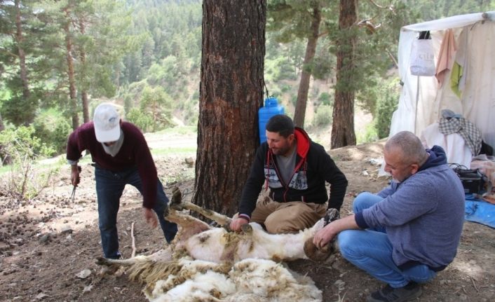 Kurbanlık koçların yün kırkımı başladı