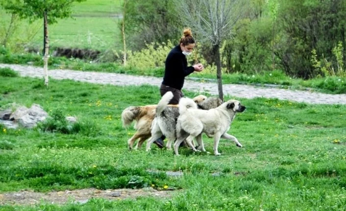 Mama verilen köpeklerin mutluluğu