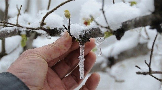 Meteoroloji’den ’Zirai don’ uyarısı