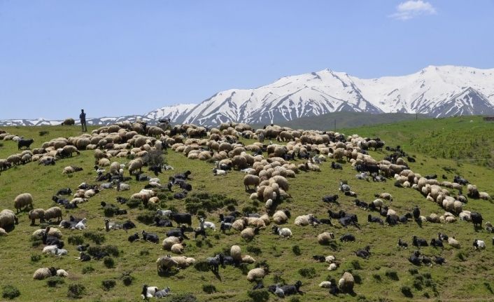 Muş’taki yaylalar besicileri ağırlamaya başladı