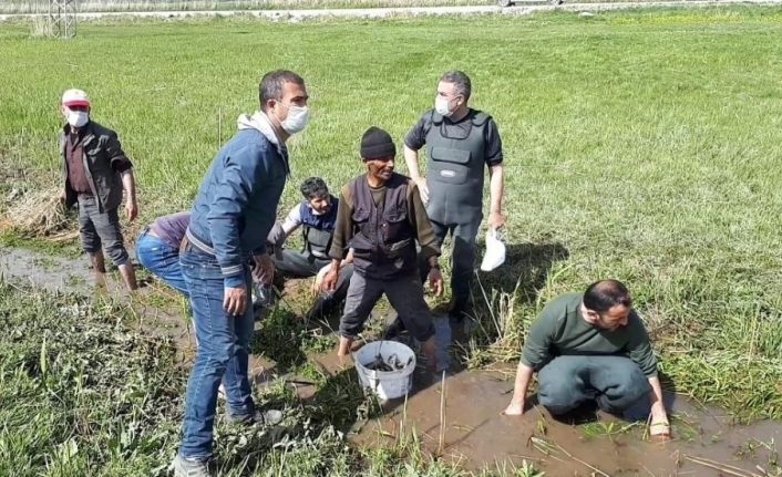 Van'da ölmek üzere olan 3 ton balığı kovalarla taşıdılar