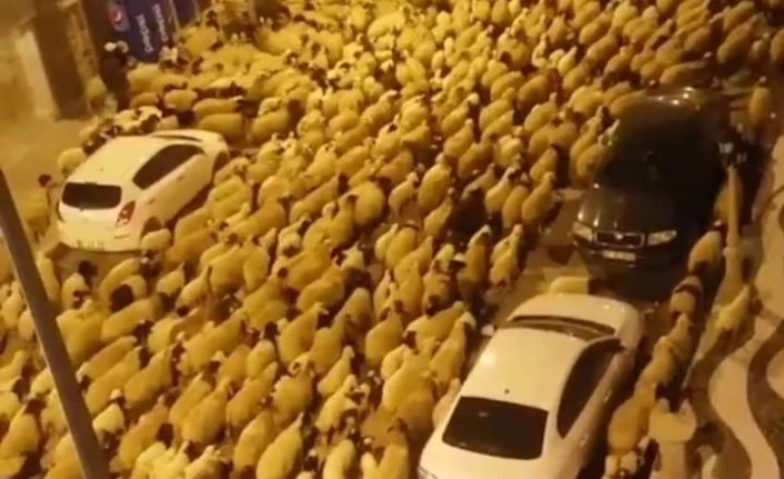 Van şehir merkezinden geçen koyun sürüsü şaşırttı