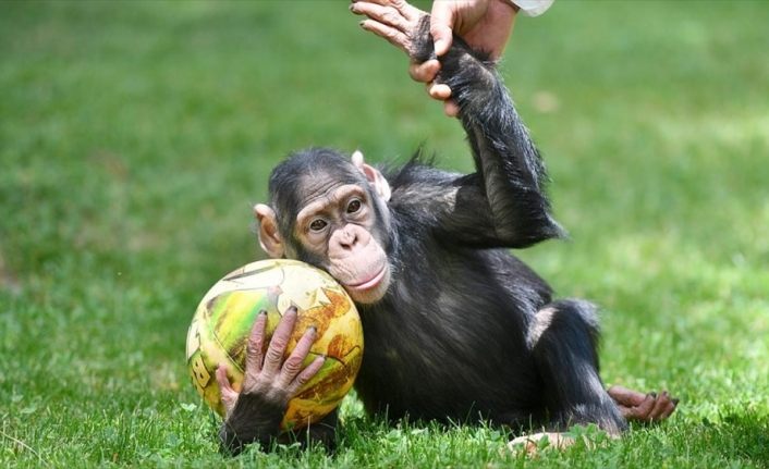 Şempanze 