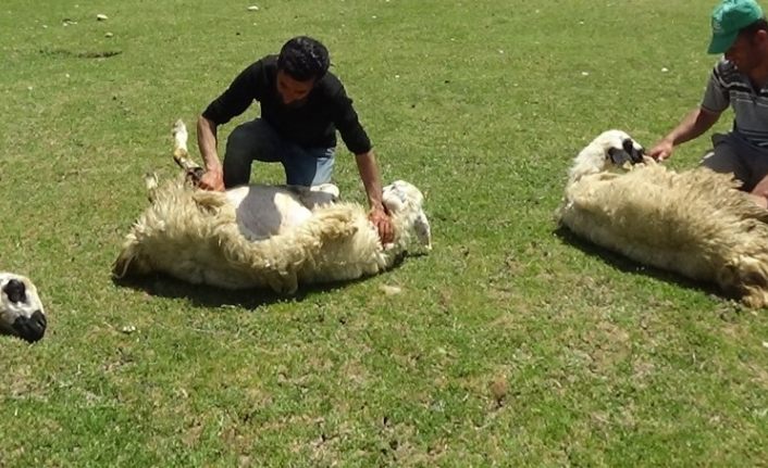 Sıcaktan bunalan koyunları kırparak rahatlatıyor