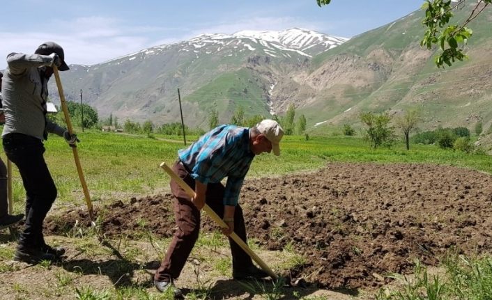 Tarlalarını kürekler ile kazarak ekime hazırlıyorlar