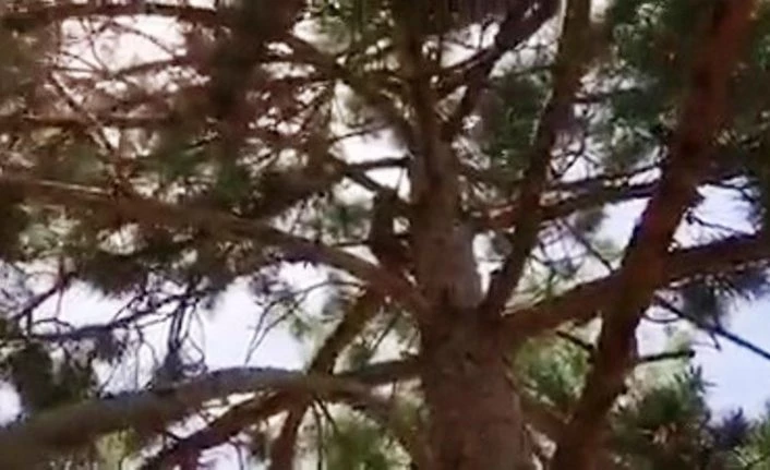 Van'da tedavisi tamamlanan Sincap tekrar özgür