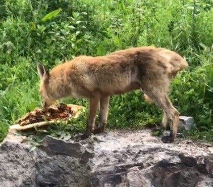 Tilki karnını doyurdu, kurt ise derede serinledi