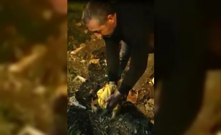 Tilki yavrusu arabaların altından kalmaktan son anda kurtuldu