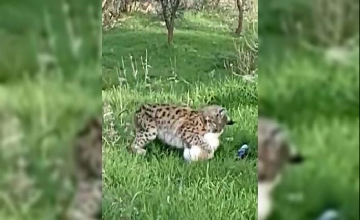 Tunceli’de bir vaşak, kediyi yakalayıp götürdü o anlar görüntülendi