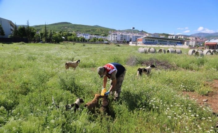 Tunceli’de sokak hayvanları "vefa" eliyle beslendi