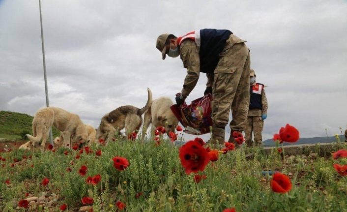 Tunceli’de sokak hayvanları Vefa grubuna emanet