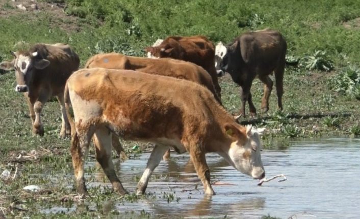 Türkiye’nin büyükbaş hayvan ihtiyacını Kars karşılıyor