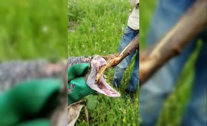 Türkiye’nin zehri en ölümcül yılanı Derecik’te görüldü