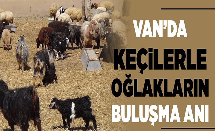 Van’da keçilerle oğlakların buluşma anı