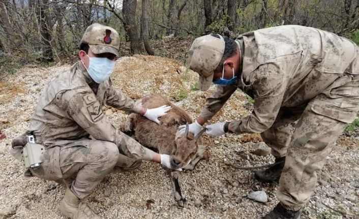 Yaralı dağ keçisine ilk müdahale JÖH’den